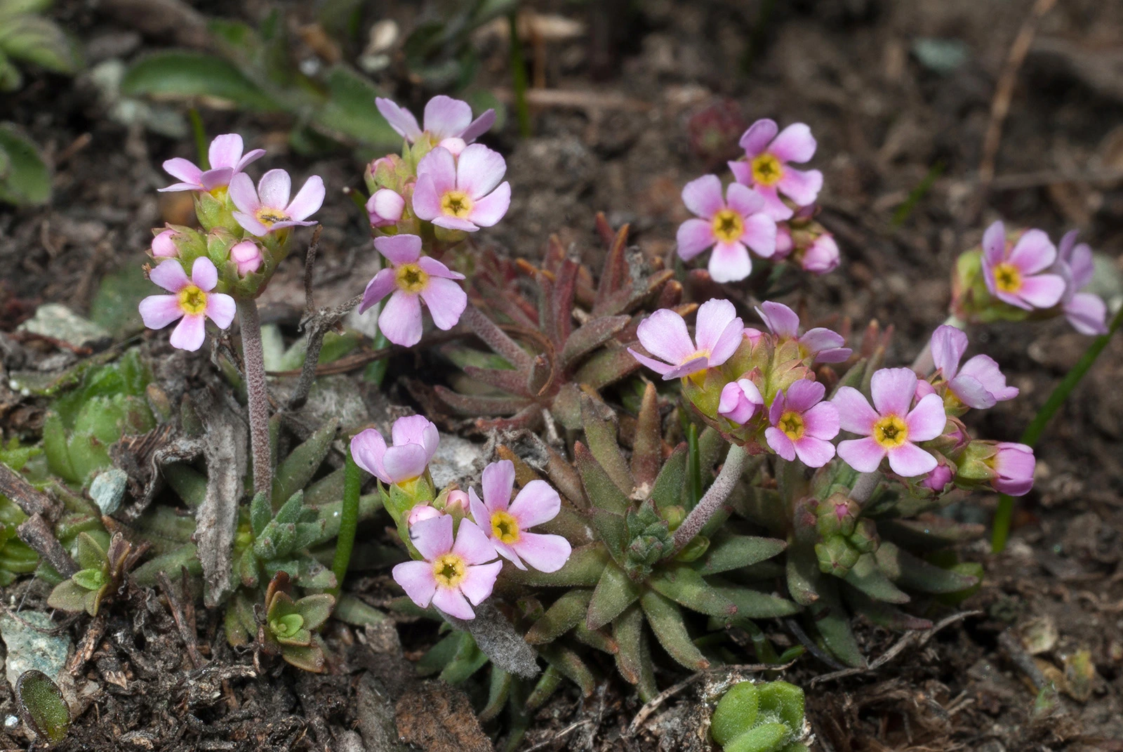 Photo Maurizio Broglio - Androsace adfinis subsp. puberula
